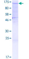 SDS-PAGE - Recombinant Human SF3A1 protein (GST tag N-Terminus) (AB160931)