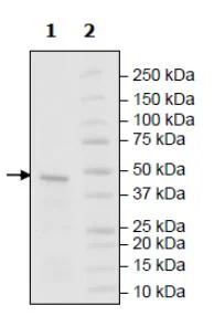 SDS-PAGE - Recombinant human SF3B2 protein (Active) (GST tag N-Terminus) (AB271736)
