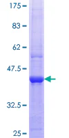 SDS-PAGE - Recombinant Human SF3B3 protein (AB153230)