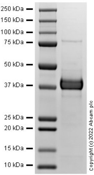 SDS-PAGE - Recombinant Human SFRP1 protein (Active) (AB288782)