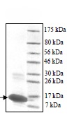 SDS-PAGE - Recombinant Human SFT protein (AB90023), expandable thumbnail