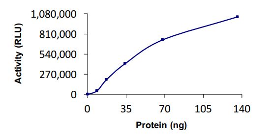 Recombinant human SFT protein (Active)