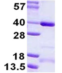 SDS-PAGE - Recombinant Human SGF29 protein (His tag N-Terminus) (AB124547)