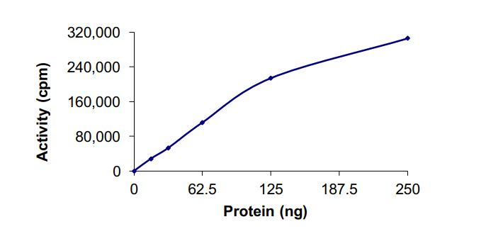 Functional Studies - Recombinant human SGK protein (Active) (AB268964)