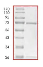 SDS-PAGE - Recombinant Human SGK1 protein (AB85649)