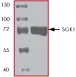 SDS-PAGE - Recombinant human SGK1 protein (AB60883)