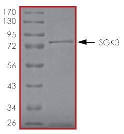 SDS-PAGE - Recombinant human SGK3 protein (AB55673), expandable thumbnail