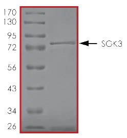 SDS-PAGE - Recombinant human SGK3 protein (AB55673)