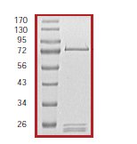 SDS-PAGE - Recombinant human SGK3 protein (AB55673), expandable thumbnail