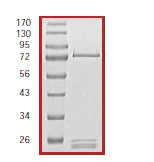 SDS-PAGE - Recombinant human SGK3 protein (AB55673)
