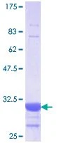 SDS-PAGE - Recombinant Human SGLT2 protein (GST tag N-Terminus) (AB114508)