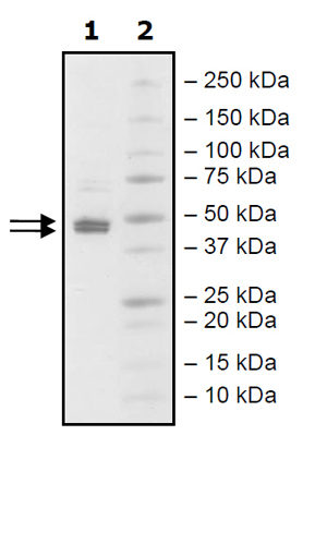 SDS-PAGE - Recombinant human SGPL1 protein (Active) (AB271748), expandable thumbnail