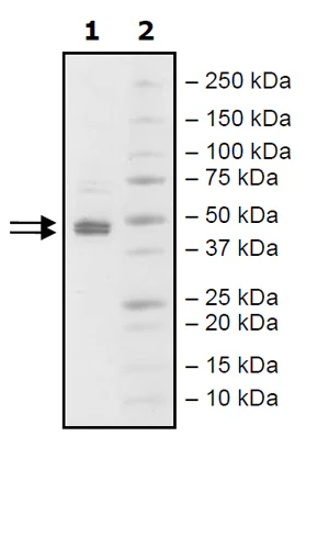 SDS-PAGE - Recombinant human SGPL1 protein (Active) (AB271748)