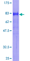SDS-PAGE - Recombinant Human SH2B1/PSM protein (GST tag N-Terminus) (AB161849)