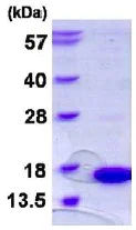 SDS-PAGE - Recombinant Human SH3BGRL protein (His tag N-Terminus) (AB130058)