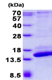 SDS-PAGE - Recombinant Human SH3BGRL2 protein (AB134519)
