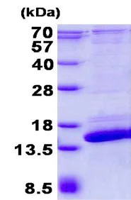 SDS-PAGE - Recombinant Human SH3BGRL2 protein (His tag N-Terminus) (AB134519)