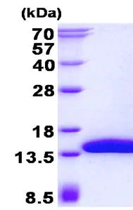 SDS-PAGE - Recombinant Human SH3BGRL3 protein (His tag N-Terminus) (AB134546)