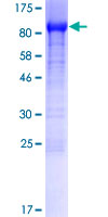 SDS-PAGE - Recombinant Human SHCBP1 protein (AB164118), expandable thumbnail