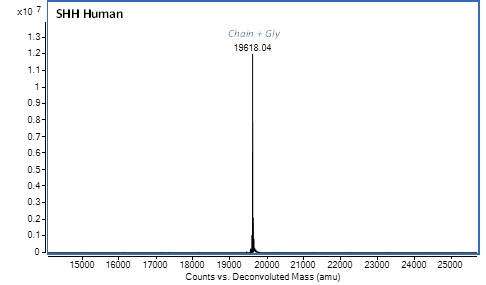 Mass Spectrometry - Recombinant Human SHH protein (Active) (AB288810)