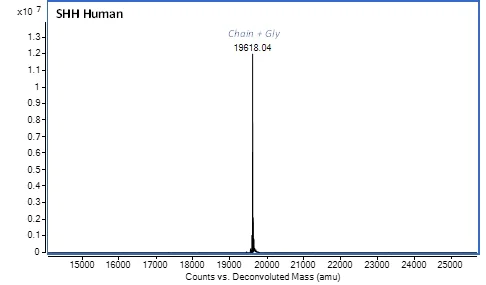 Mass Spectrometry - Recombinant Human SHH protein (Active) (AB288810)