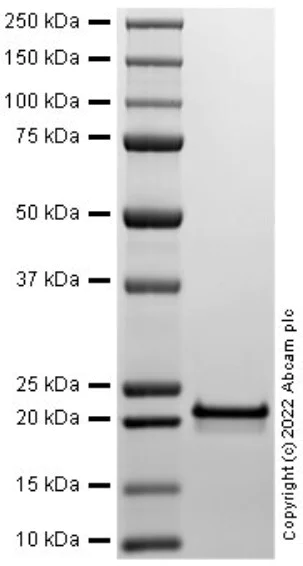 SDS-PAGE - Recombinant Human SHH protein (Active) (AB288810)