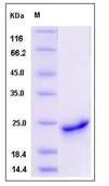 SDS-PAGE - Recombinant human Shh protein (His tag) (AB276262)