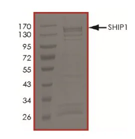 SDS-PAGE - Recombinant human SHIP-1 protein (Active) (AB268967)
