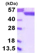 SDS-PAGE - Recombinant Human SHMT1 protein (His tag N-Terminus) (AB115713)