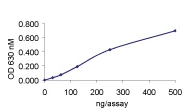 Functional Studies - Recombinant human SHP1 protein (AB61135)