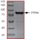 SDS-PAGE - Recombinant human SHP1 protein (AB61135)