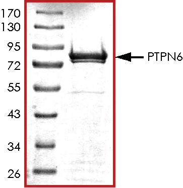 SDS-PAGE - Recombinant human SHP1 protein (AB61135)