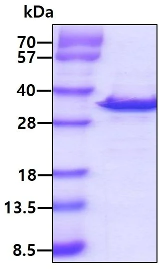 SDS-PAGE - Recombinant human SHP1 protein (Tag Free) (AB51289)