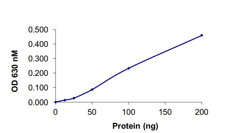 Functional Studies - Recombinant human SHP2 protein (Active) (AB268898), expandable thumbnail