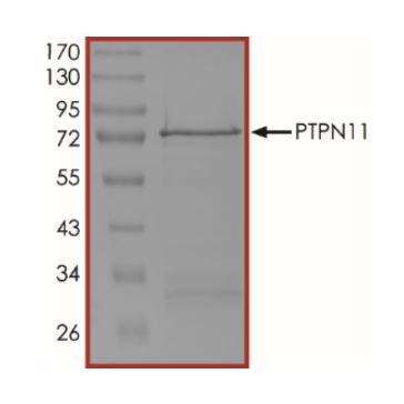 SDS-PAGE - Recombinant human SHP2 protein (Active) (AB268898), expandable thumbnail