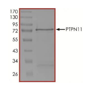 SDS-PAGE - Recombinant human SHP2 protein (Active) (AB268898)