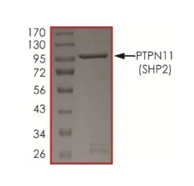 SDS-PAGE - Recombinant human SHP2 protein (Active) (AB268899)