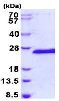 SDS-PAGE - Recombinant Human SIAH1 protein (AB131709)