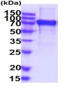 SDS-PAGE - Recombinant Human Siglec 7 protein (Fc Chimera His Tag) (AB223026)