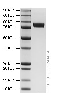 SDS-PAGE - Recombinant Human Siglec 7 Protein (Fc-tag) (AB307793), expandable thumbnail