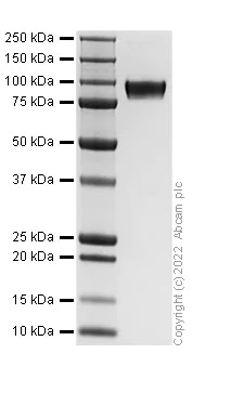 SDS-PAGE - Recombinant Human Siglec 9 Protein (Fc-tag) (AB307794)