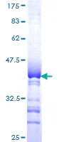 SDS-PAGE - Recombinant Human SIGLEC10 protein (GST tag N-Terminus) (AB164780)