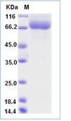 SDS-PAGE - Recombinant Human SIGLEC10 protein (His tag) (AB276737), expandable thumbnail