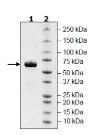 SDS-PAGE - Recombinant Human SIGLEC15 protein (Avi tag C-Terminus + Fc tag C-Terminus) (AB271739)