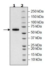 SDS-PAGE - Recombinant Human SIGLEC15 protein (Biotin) (Avi tag C-Terminus + Fc tag C-Terminus) (AB271740)