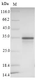 SDS-PAGE - Recombinant Human SIGLEC15 protein (His tag) (AB239576)