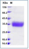 SDS-PAGE - Recombinant Human SIGLEC15 protein (His tag) (AB276607)