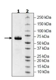 SDS-PAGE - Recombinant Human SIGLEC15 protein (Tagged) (AB271739)
