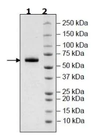 SDS-PAGE - Recombinant Human SIGLEC15 protein (Tagged) (Biotin) (AB271740)