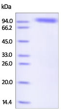 SDS-PAGE - Recombinant Human SIGLEC5 protein (Fc Chimera) (AB221413), expandable thumbnail